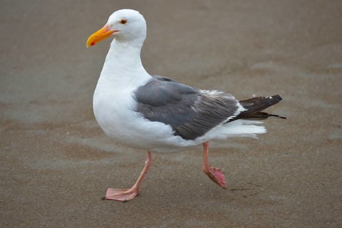 American herring gull