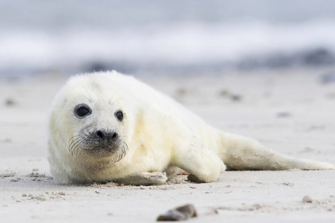 Newborn gray seal