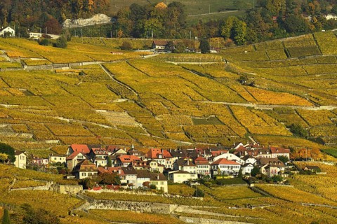 Vineyards in autumn with wine village Epesses