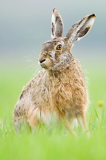 European hare