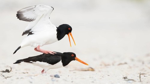 Eurasian Oystercatcher