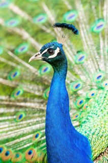 Blue Peafowl