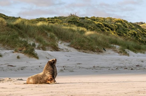 New Zealand sea lion