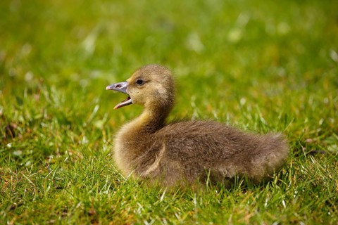 Greylag goose