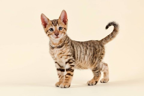 Breed cat Toyger