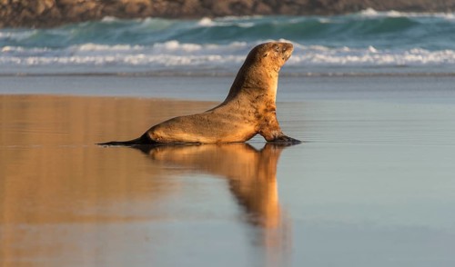 New Zealand Sea Lion