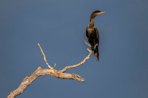 Olivaceous cormorant