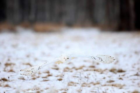 Snowy Owl