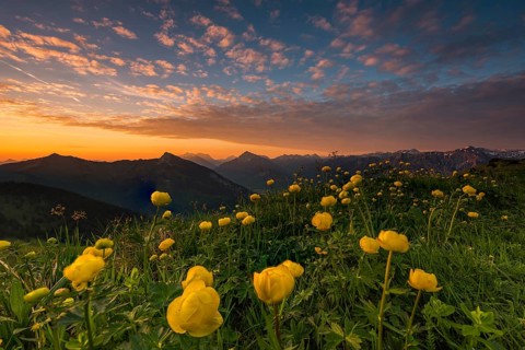 Sunrise behind meadow with Globeflowers