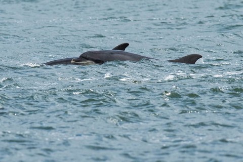 Bottlenose dolphins