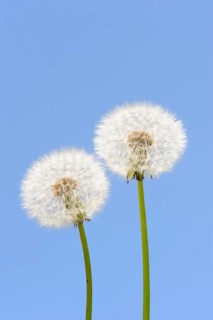 Blowball