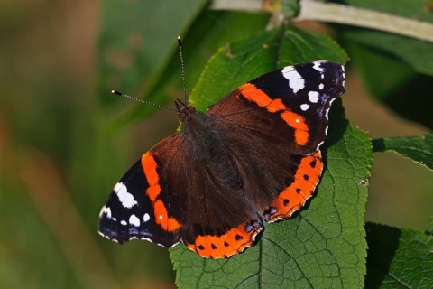 Red Admiral