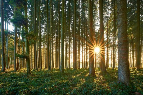 Sunbeams shine through tree trunks