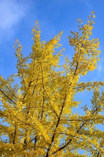 Gingko