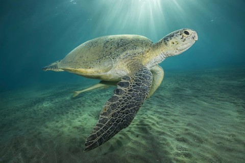 Green Sea Turtle