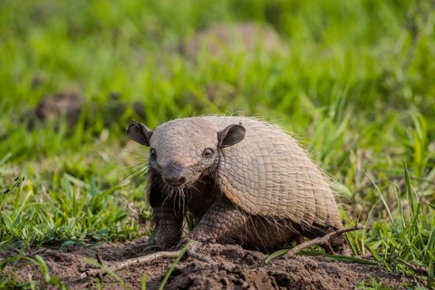 Big hairy armadillo
