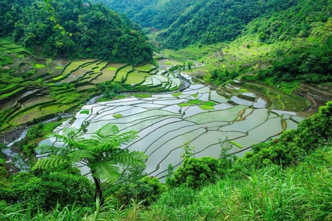Rice terraces of Banaue