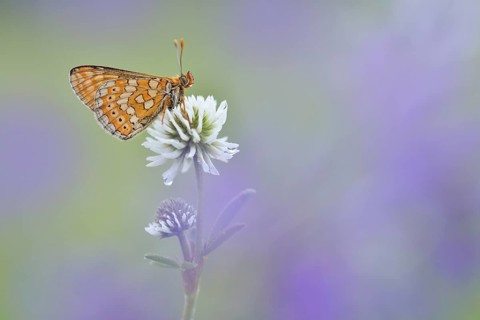 Marsh Fritillary