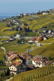 Vineyards in autumn with view of winemaking villages Epesses and Riex