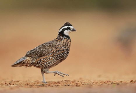 Northern Bobwhite