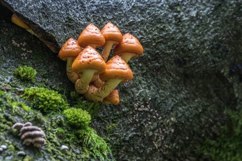 Pholiota