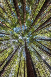 Redwood forest