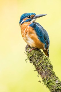 Kingfisher