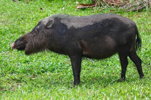 Bearded pig