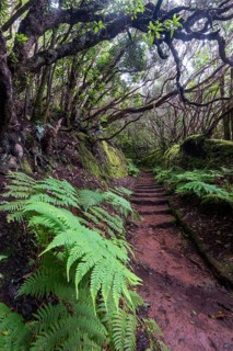 Trail through the laurel forest
