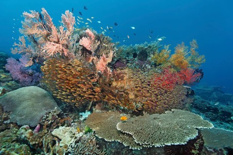 Various stony corals