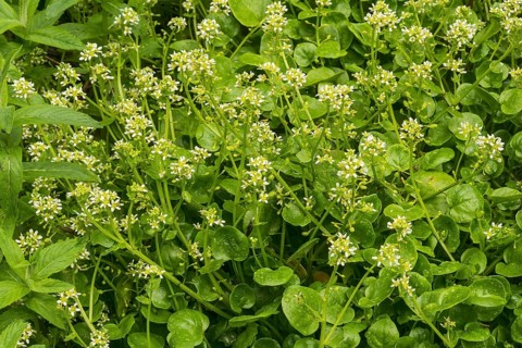 Pyrenean scurvygrass