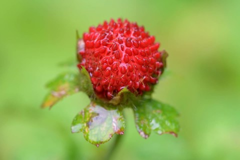 Mock strawberry