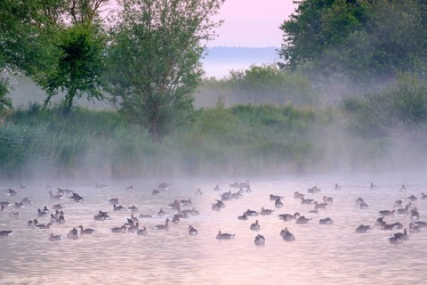 Geese at dawn