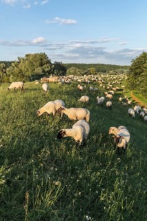 Grassing Black-headed Sheep