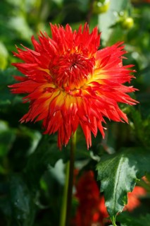 Red deer antlers dahlia