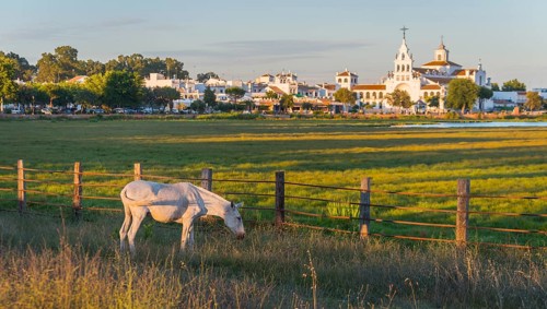 White horse
