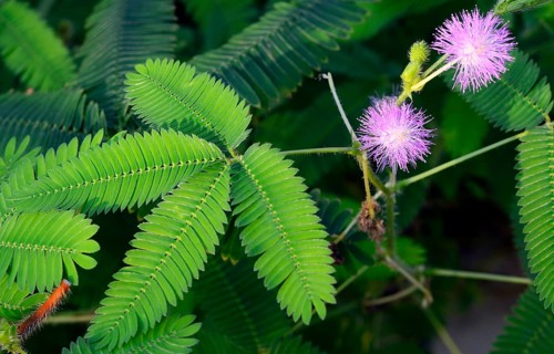 Flowers and leaves of sensitive plant