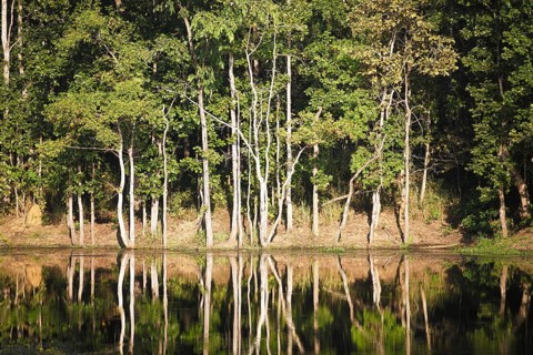 Trees reflected in Twenty Thousand Lake