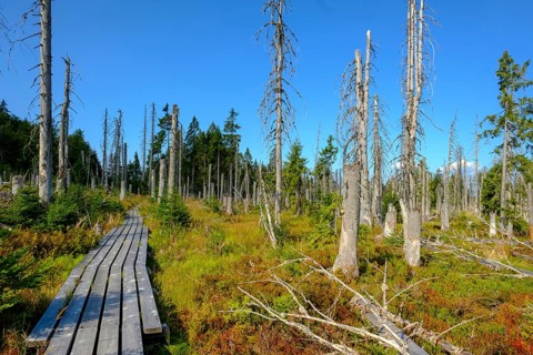 The Hochschachten adventure trail leads through dead trees