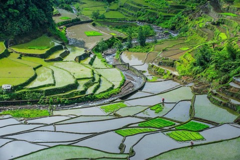 Rice terraces of Banaue