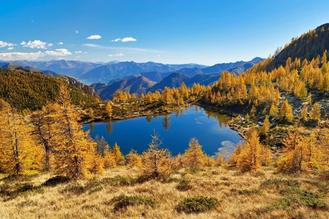 Larches