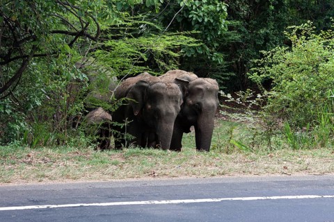 Asian or Asiatic elephants