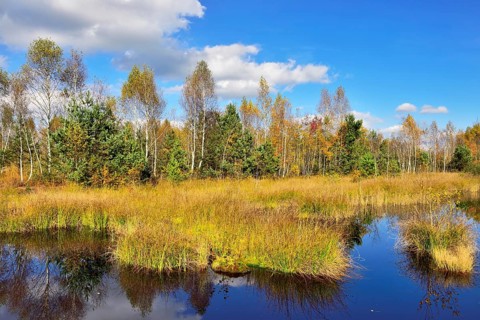 Moorland pond with lakeshore bulrushes