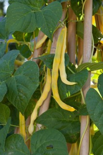 Pole beans