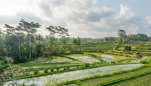 Rice terraces of Jatiluwih