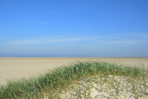 Foredunes