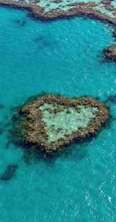 Coral Reef