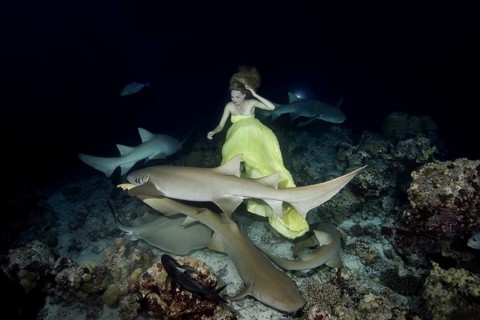 Beautiful woman in yellow dress posing underwater with Tawny nurse sharks