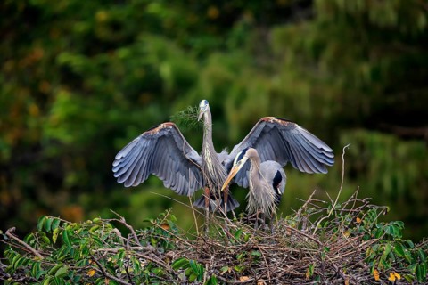 Great blue heron