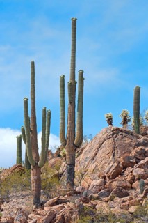 Saguaro Cacti